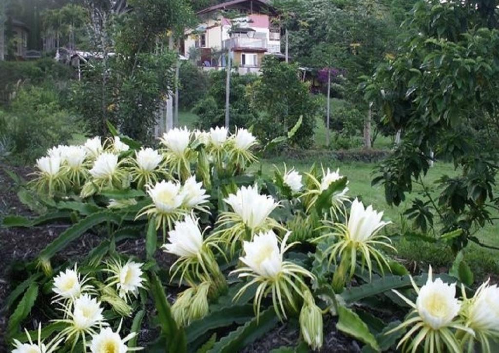 Banyan Tree Sanctuary Guest House Kalaoa Exterior photo